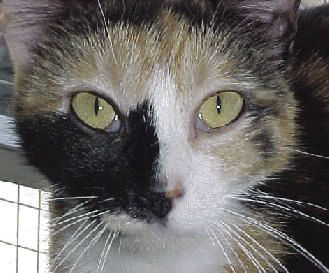 Pets of the Week: Mouse Patrol